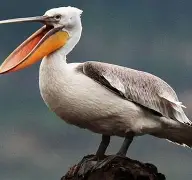 开云平台-关于鹈鹕鏖战阿根廷男篮,塔图姆绝境逆转的信息